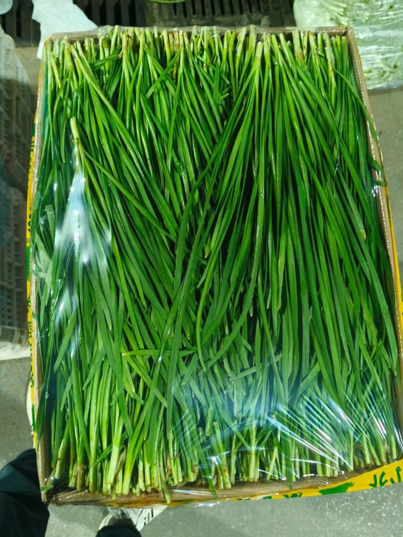 广东韭菜精品市场食堂大量供应