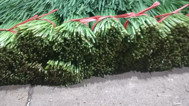 广东韭菜精品市场食堂大量供应