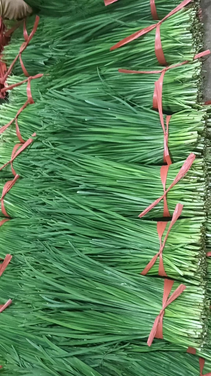 广东韭菜精品市场食堂大量供应