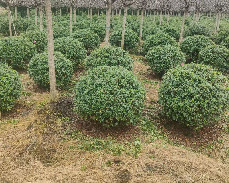 贵州80冠幅春鹃球120冠幅春鹃球批发贵州苗木基地