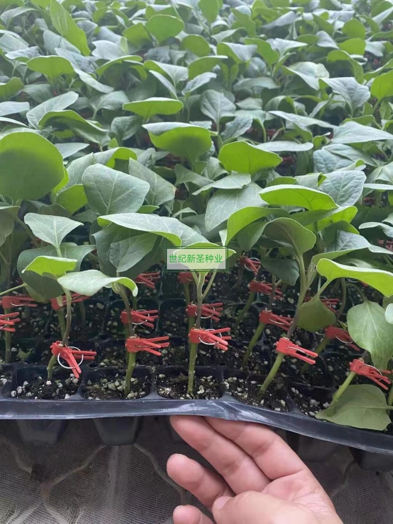 嫁接线茄苗嫁接茄子苗嫁接线茄苗嫁接线茄苗嫁接茄子