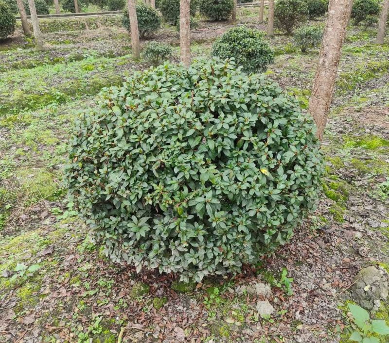 重庆80冠幅春鹃球120冠幅春鹃球批发重庆苗木基地