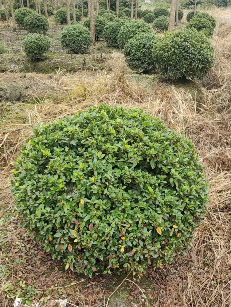 重庆80冠幅春鹃球120冠幅春鹃球批发重庆苗木基地