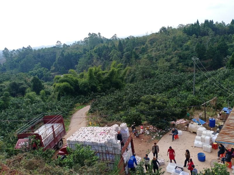 正宗爱媛果冻橙，耙耙柑，不知火高中低各等级优质果品