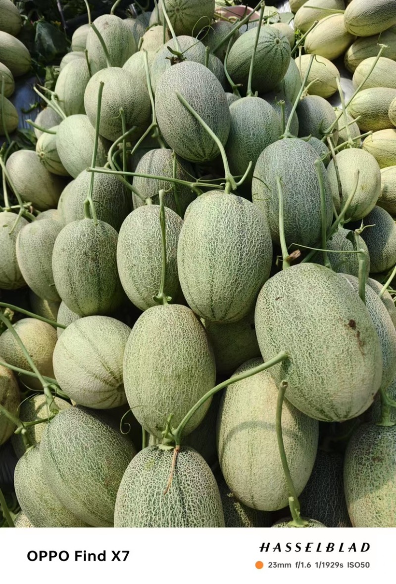 推荐晓蜜25哈密瓜海南直发皮薄肉多品质保障欢迎