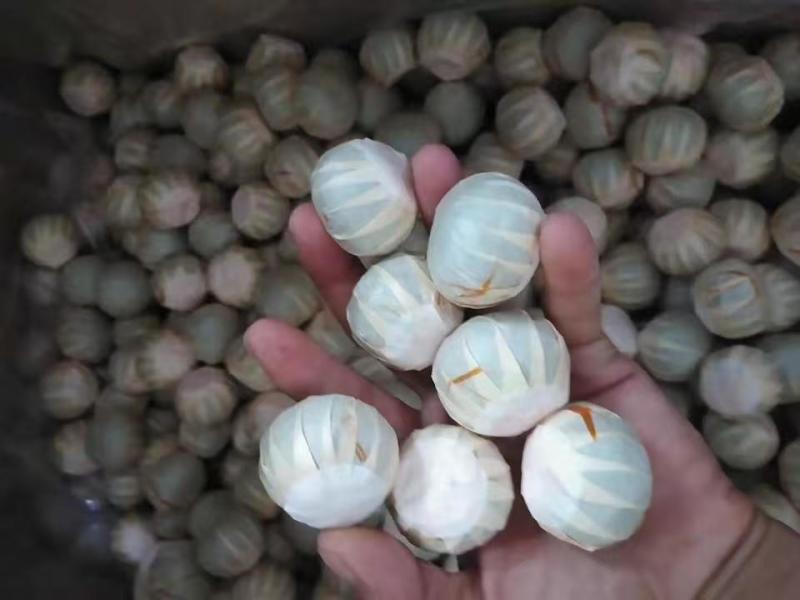 小青柑普洱茶云南宫廷熟普洱茶质量保证欢迎咨询