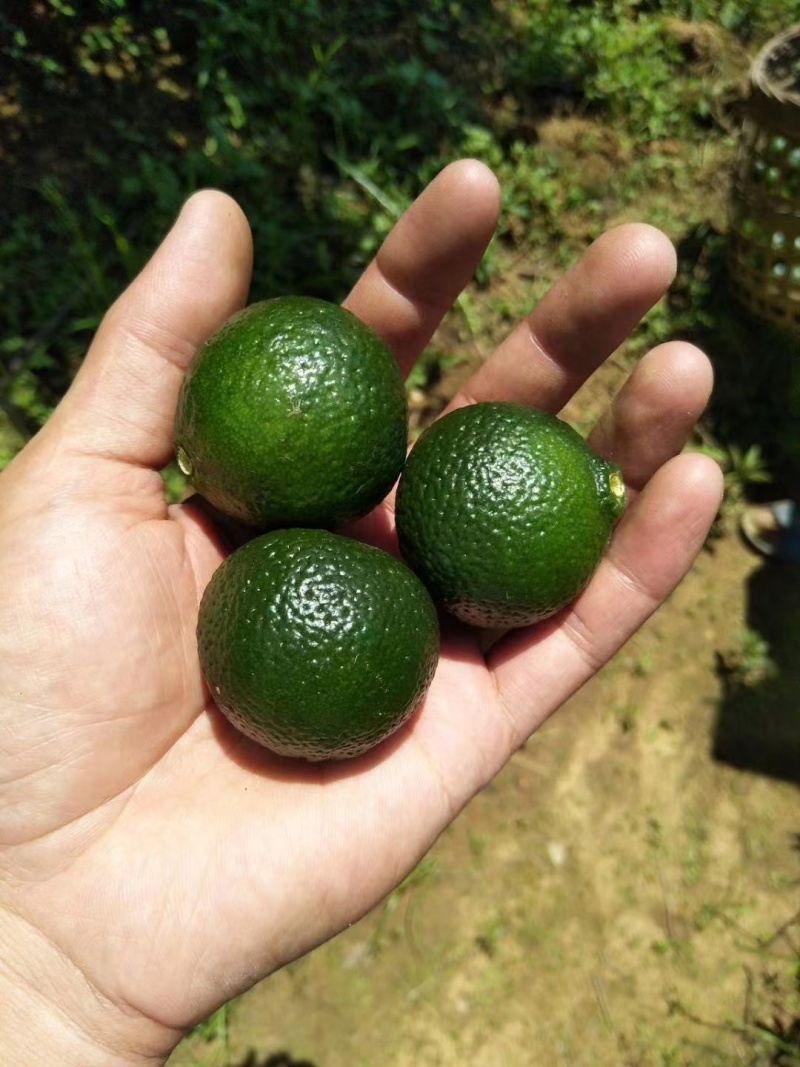 小青柑普洱茶云南宫廷熟普洱茶质量保证欢迎咨询