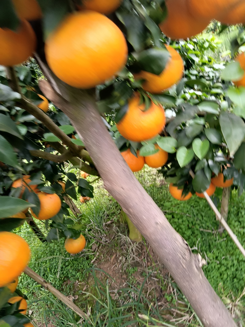 爱媛有袋盖棚