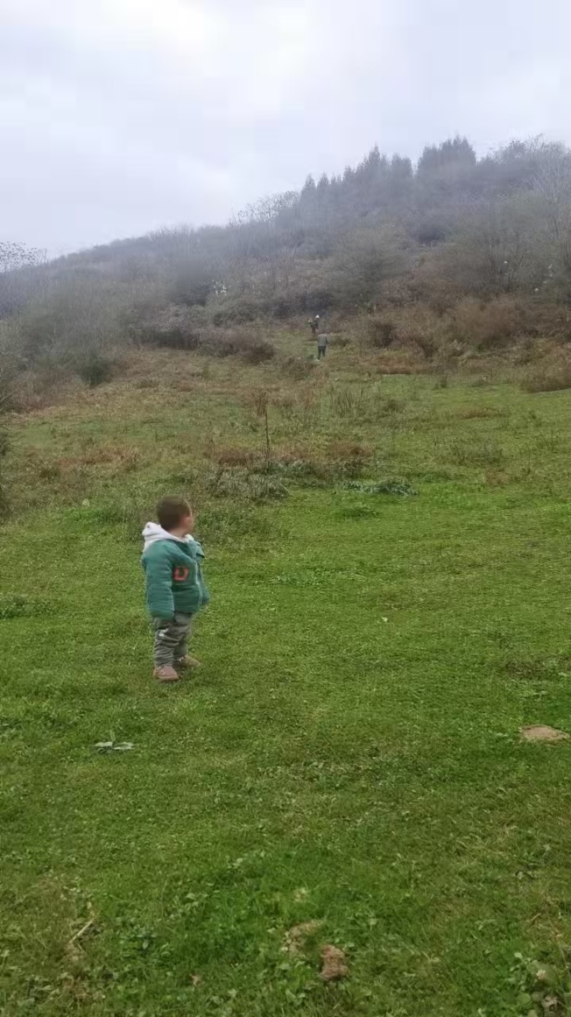 土地寻租