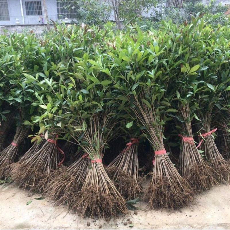 大叶女贞苗大叶女贞苗绿化南方北方地栽户外量大优惠