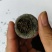 小青柑普洱茶云南宫廷熟普洱茶质量保证诚信经营欢迎咨询