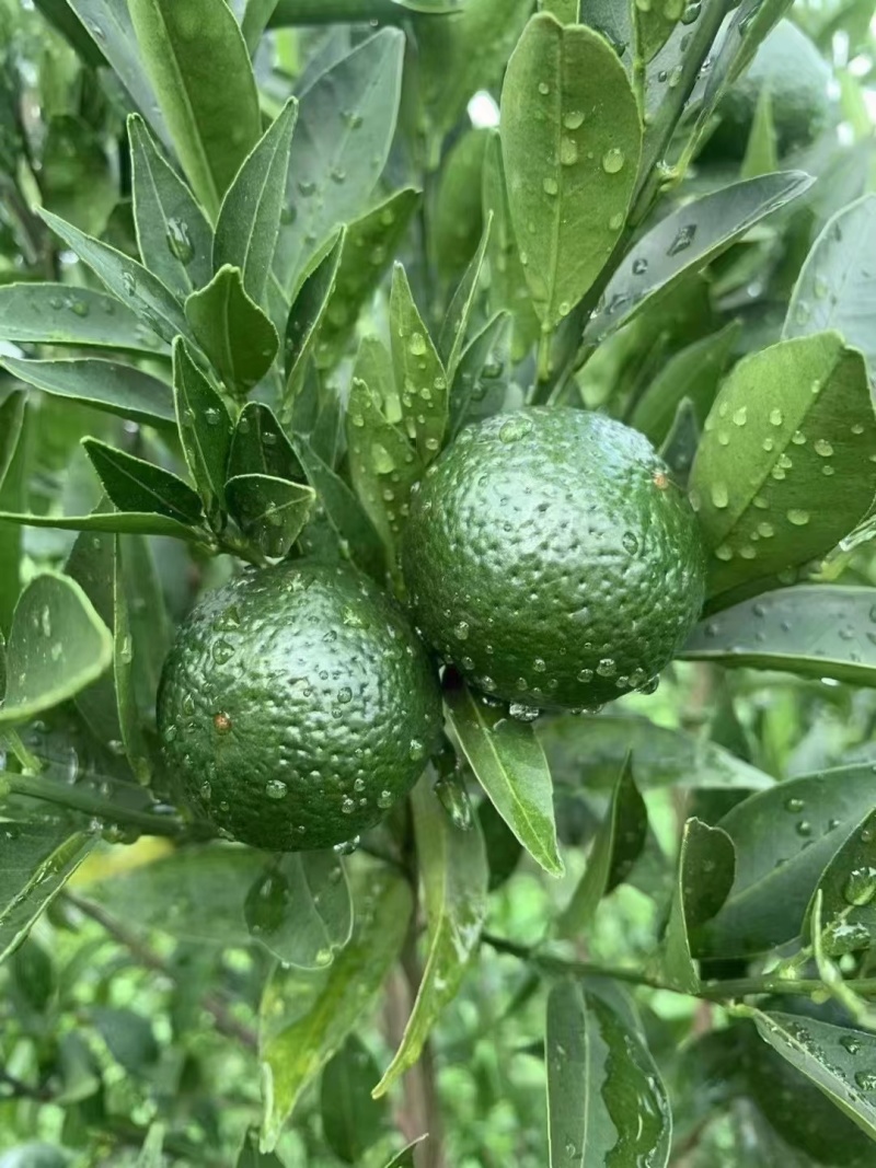 小青柑普洱茶云南宫廷熟普洱茶质量保证诚信经营欢迎咨询