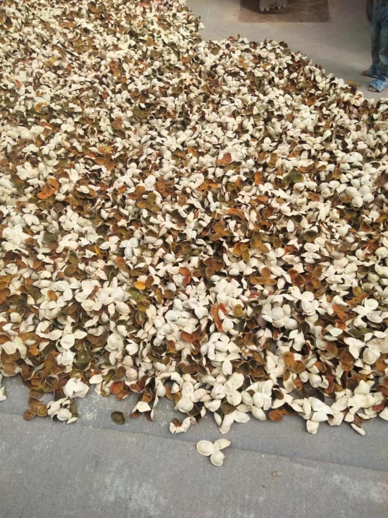 精品陈皮一手货源货源充足量大从优质量保证欢迎咨询