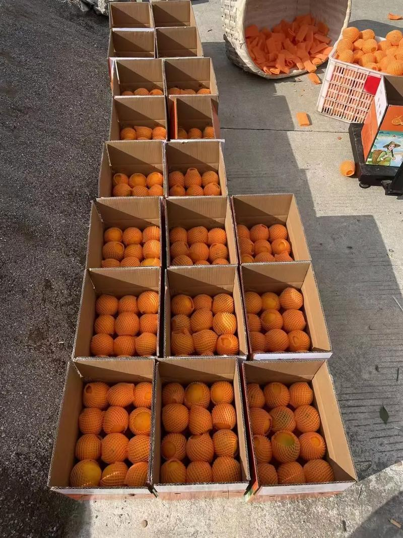九月红果冻橙湖北果冻橙产地发货各种规格品质保障