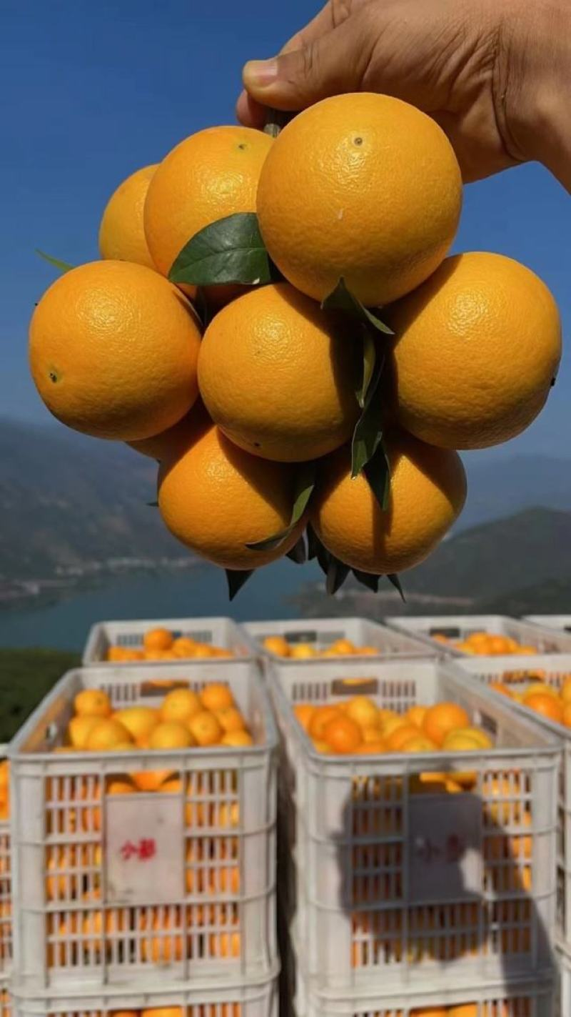九月红果冻橙湖北果冻橙产地发货各种规格品质保障