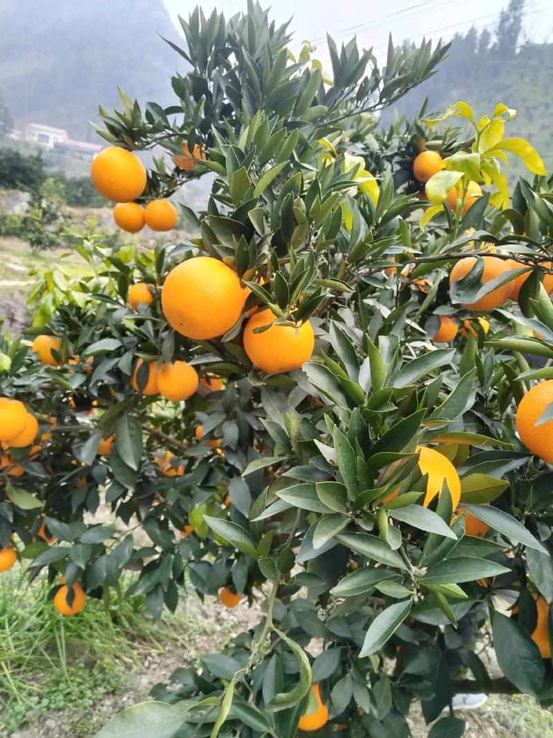 九月红果冻橙湖北果冻橙产地发货各种规格品质保障