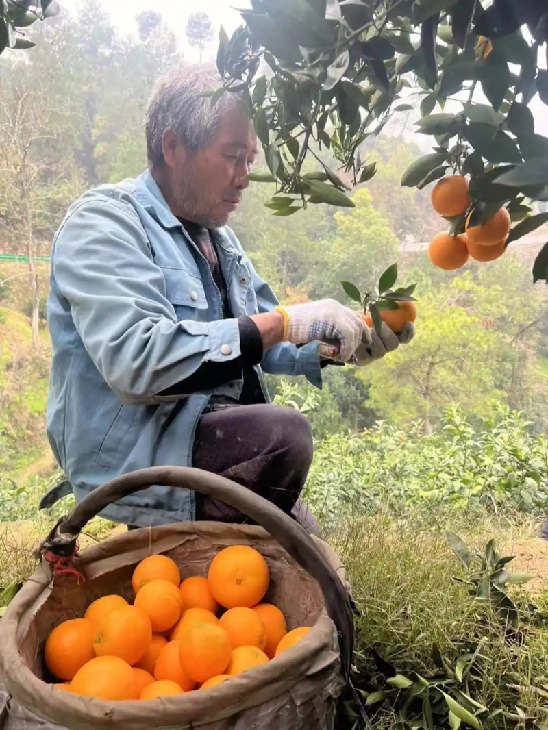 九月红果冻橙湖北果冻橙产地发货各种规格品质保障