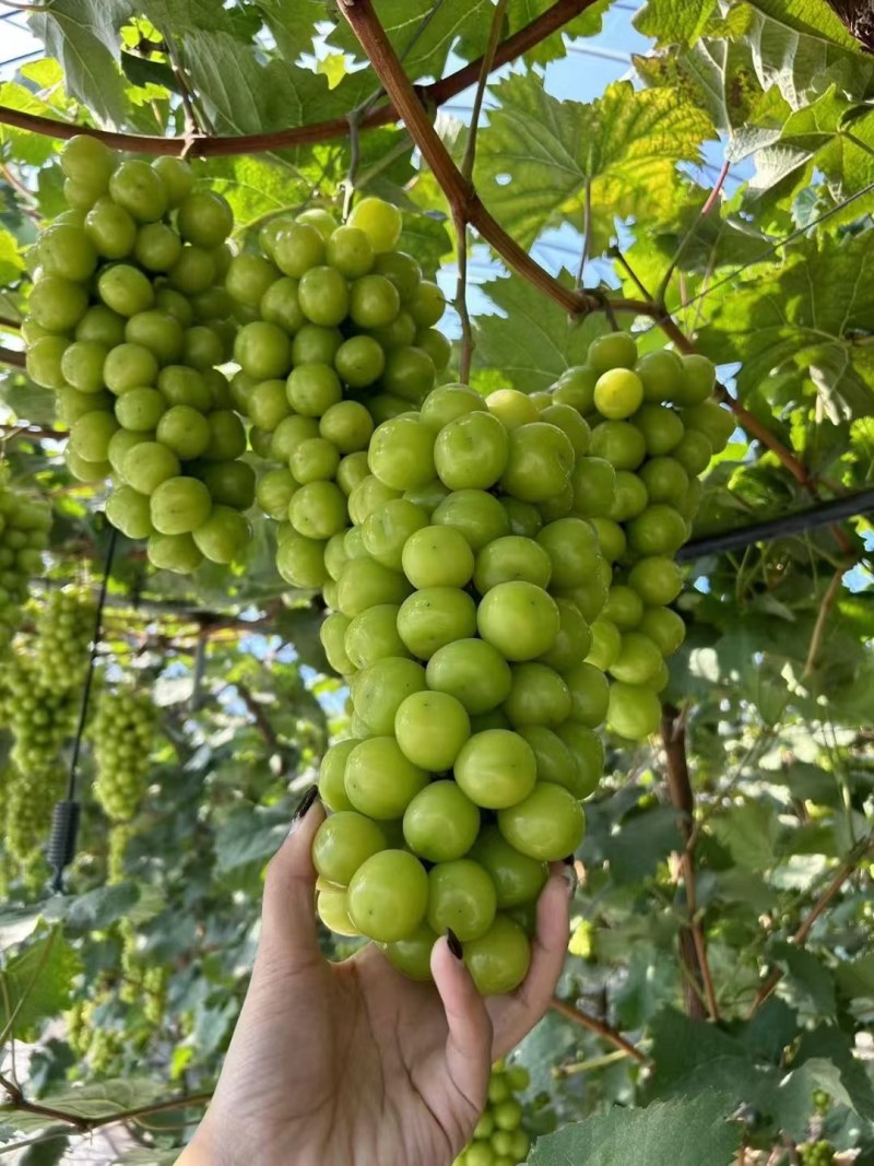 辽南阳光玫瑰葡萄大量供应