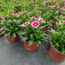 贵州花边石竹批发贵州苗木基地供应各类规格花边石竹基地