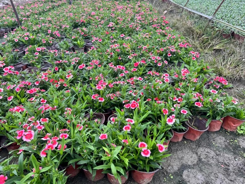 贵州花边石竹批发贵州苗木基地供应各类规格花边石竹基地