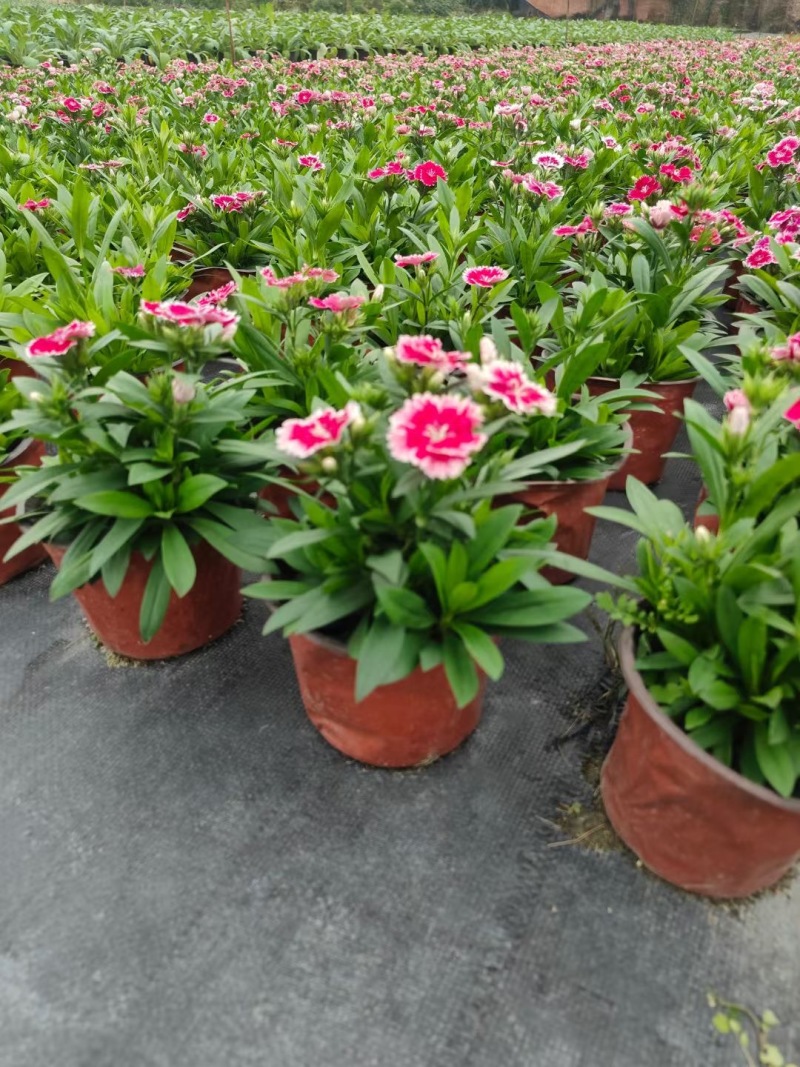 贵州花边石竹批发贵州苗木基地供应各类规格花边石竹基地