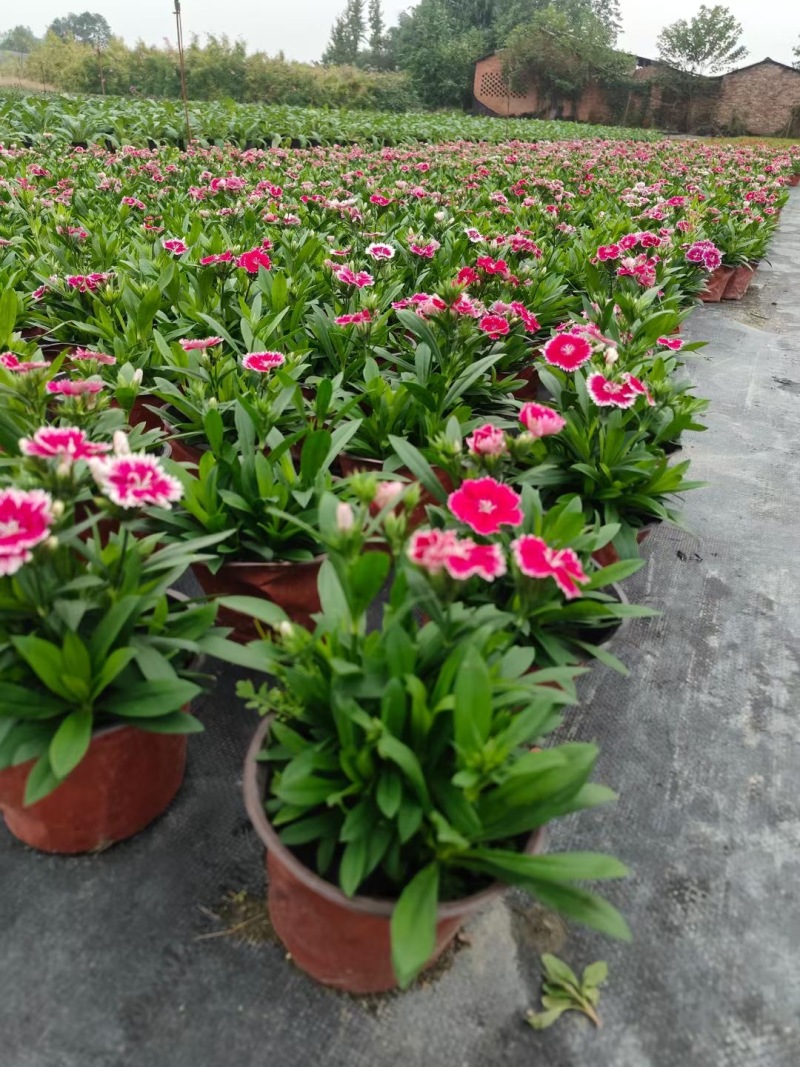 贵州花边石竹批发贵州苗木基地供应各类规格花边石竹基地