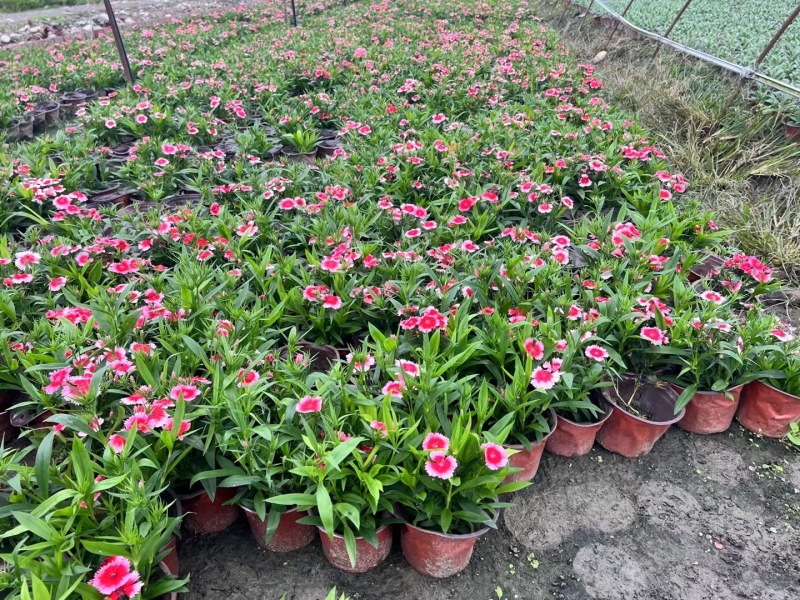 贵州花边石竹批发贵州苗木基地供应各类规格花边石竹基地
