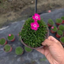 重庆欧石竹批发重庆苗木基地供应各类规格欧石竹基地