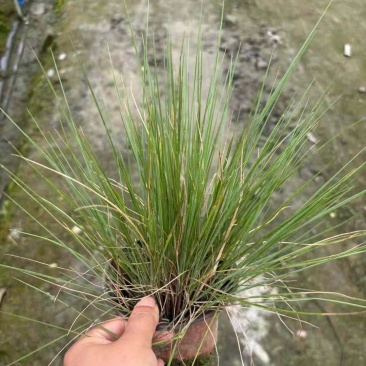 成都糖蜜草批发成都苗木基地供应各类规格糖蜜草基地