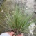 成都糖蜜草批发成都苗木基地供应各类规格糖蜜草基地