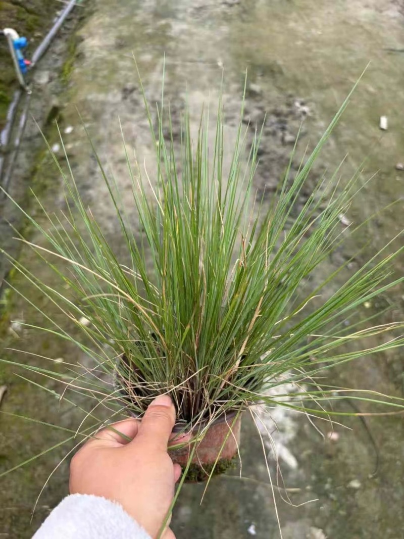 成都糖蜜草批发成都苗木基地供应各类规格糖蜜草基地
