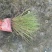 成都糖蜜草批发成都苗木基地供应各类规格糖蜜草基地