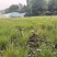 成都糖蜜草批发成都苗木基地供应各类规格糖蜜草基地