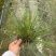 成都糖蜜草批发成都苗木基地供应各类规格糖蜜草基地