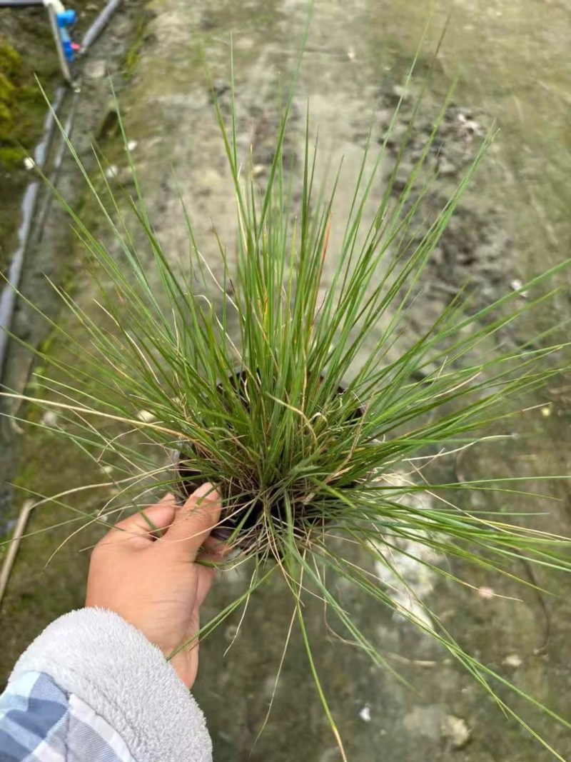 成都糖蜜草批发成都苗木基地供应各类规格糖蜜草基地