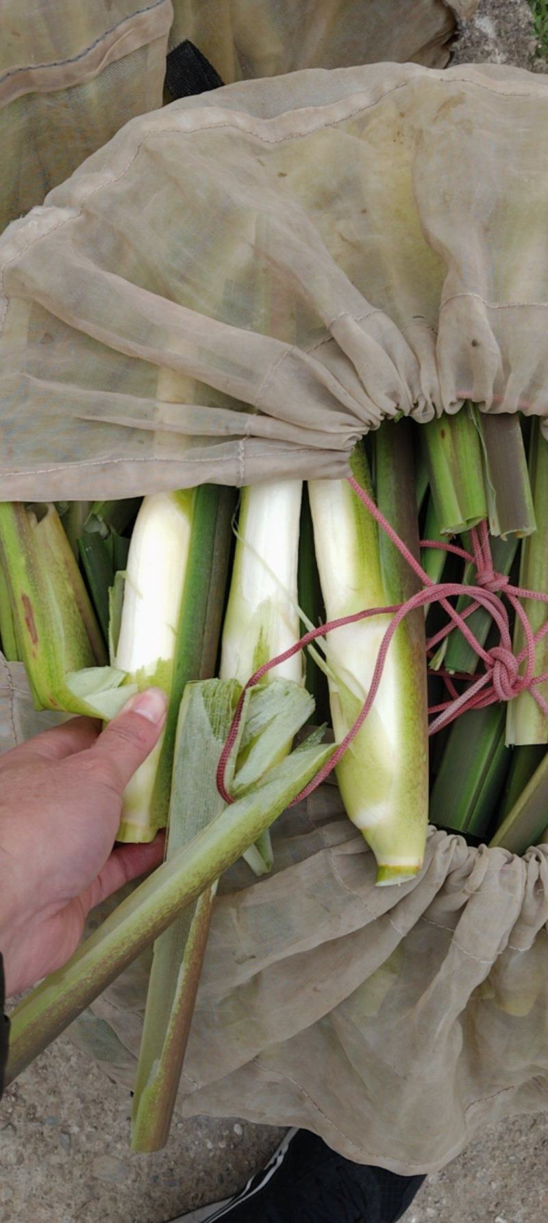 电商茭白，持续有量