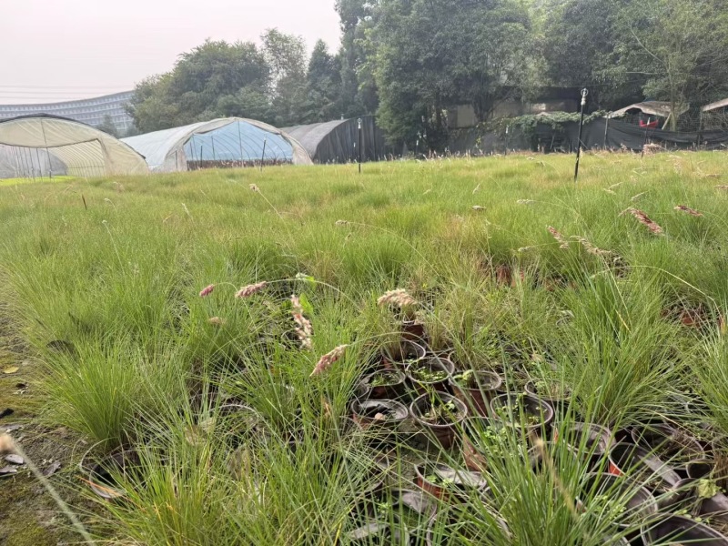 贵州糖蜜草批发贵州苗木基地供应各类规格糖蜜草基地