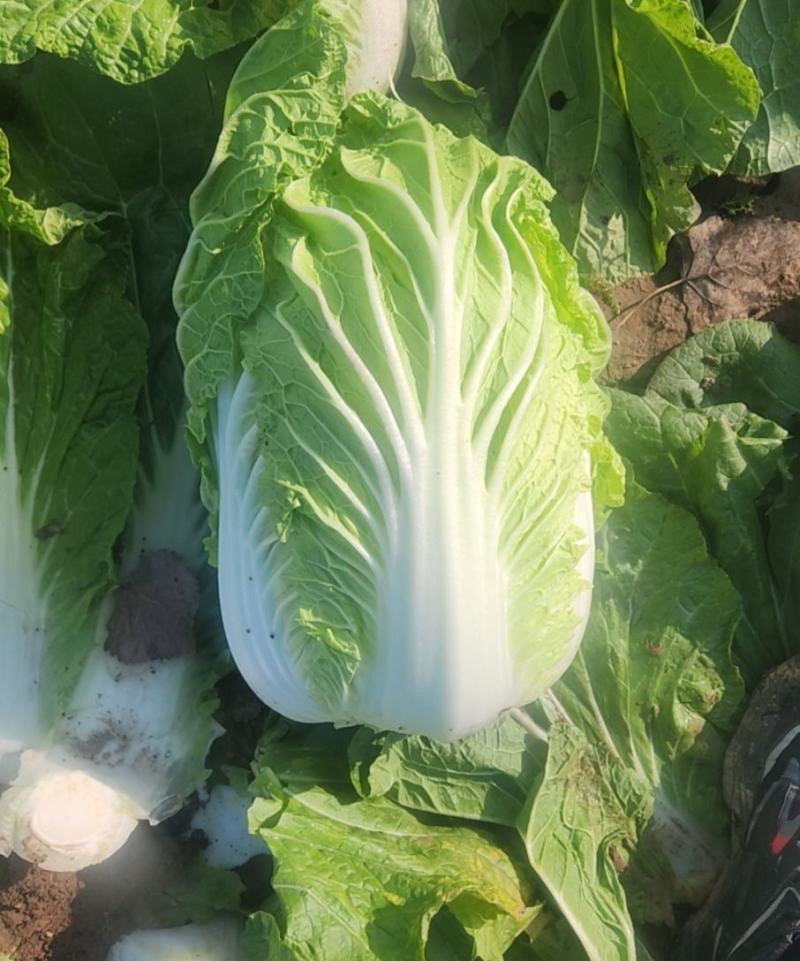 白菜