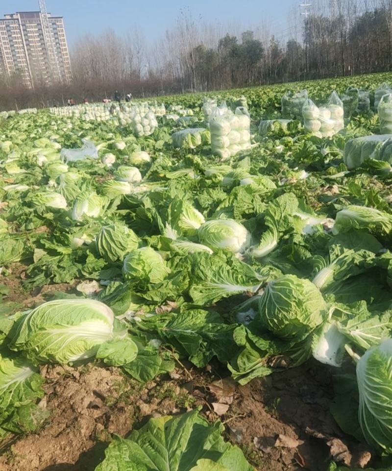 白菜
