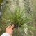 重庆糖蜜草批发重庆苗木基地供应各类规格糖蜜草基地