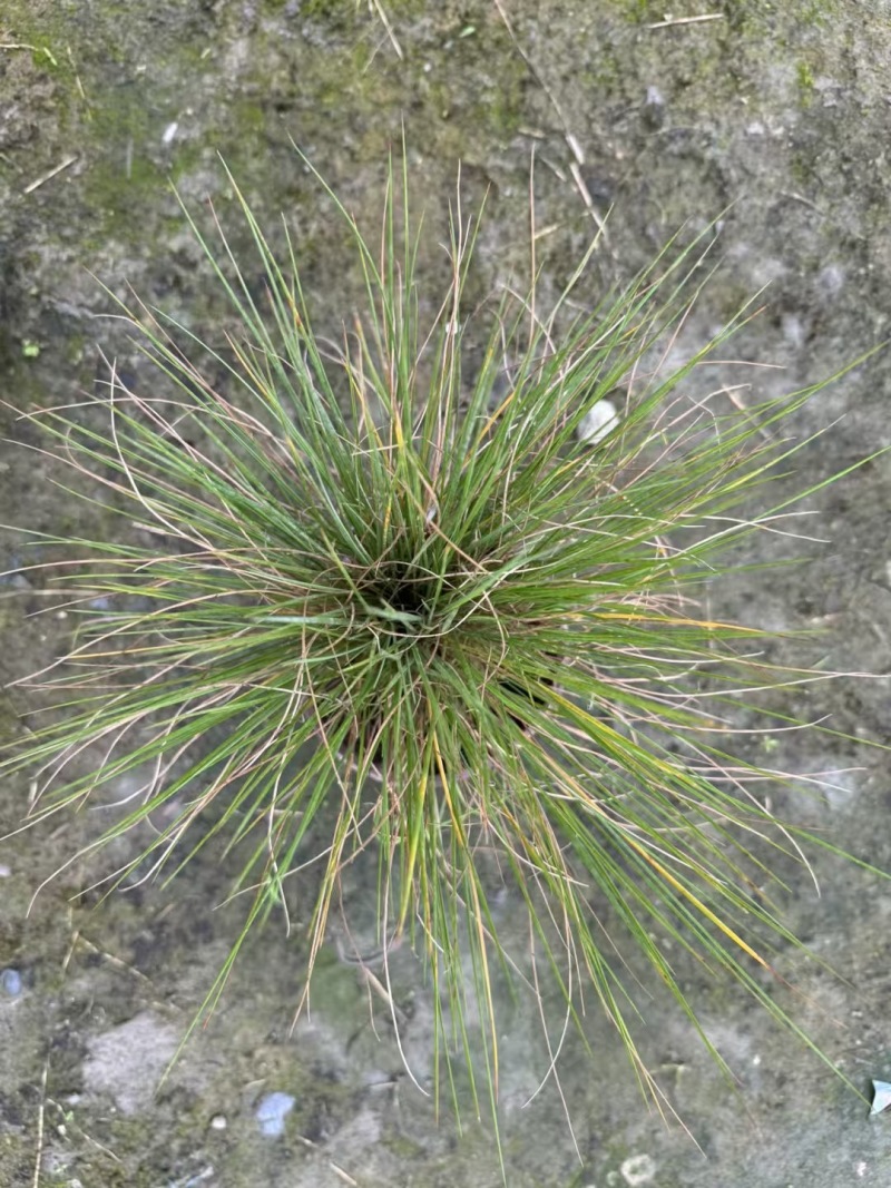 重庆糖蜜草批发重庆苗木基地供应各类规格糖蜜草基地