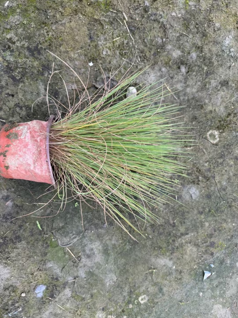 重庆糖蜜草批发重庆苗木基地供应各类规格糖蜜草基地