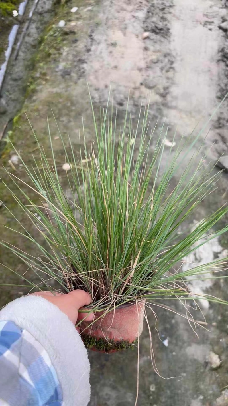 重庆糖蜜草批发重庆苗木基地供应各类规格糖蜜草基地