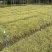 成都金叶苔草批发成都苗木基地供应各类规格金叶苔草基地