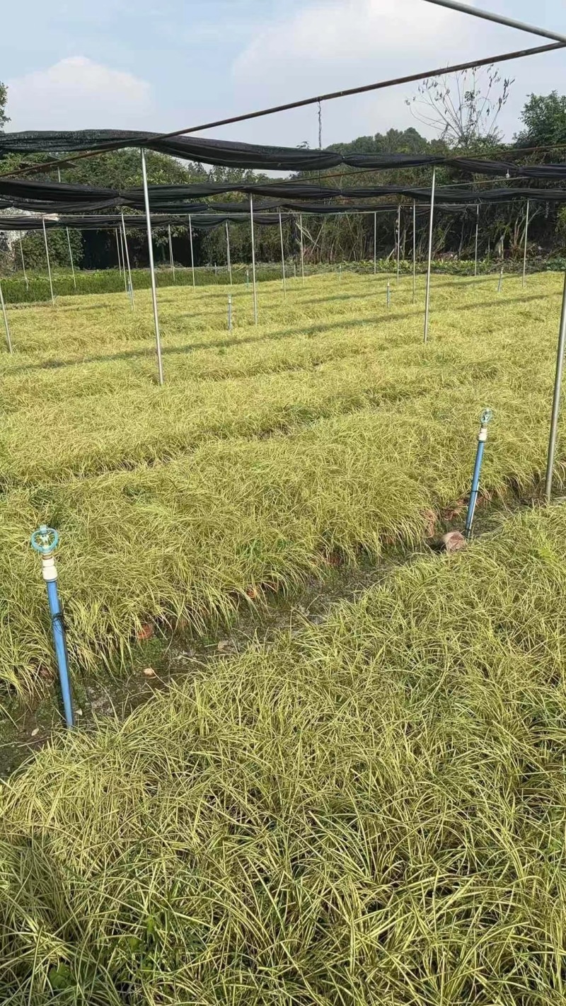 成都金叶苔草批发成都苗木基地供应各类规格金叶苔草基地