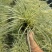 成都金叶苔草批发成都苗木基地供应各类规格金叶苔草基地
