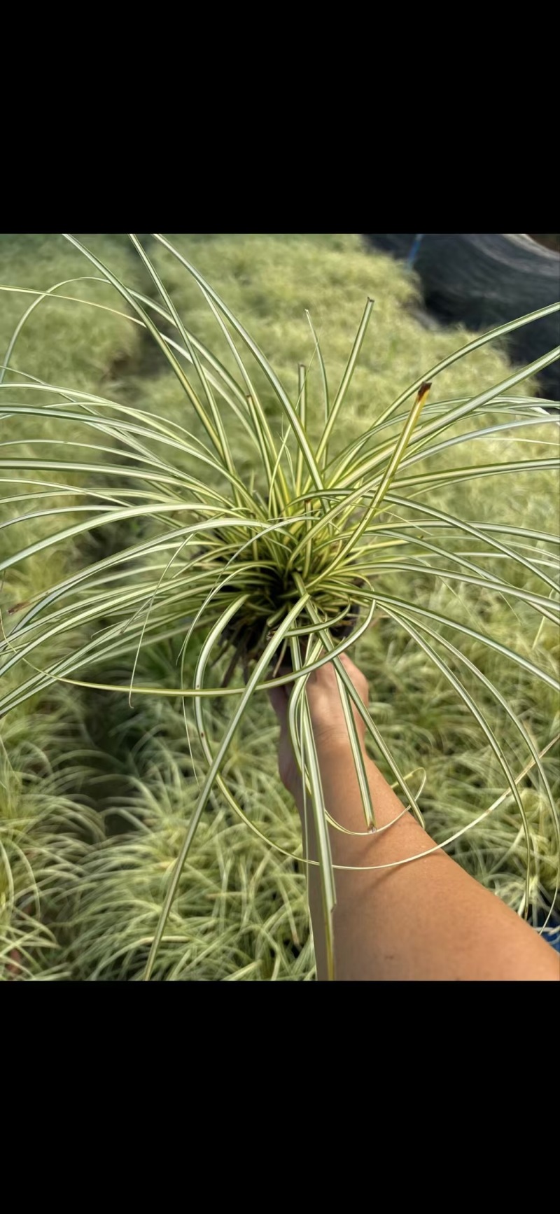 成都金叶苔草批发成都苗木基地供应各类规格金叶苔草基地