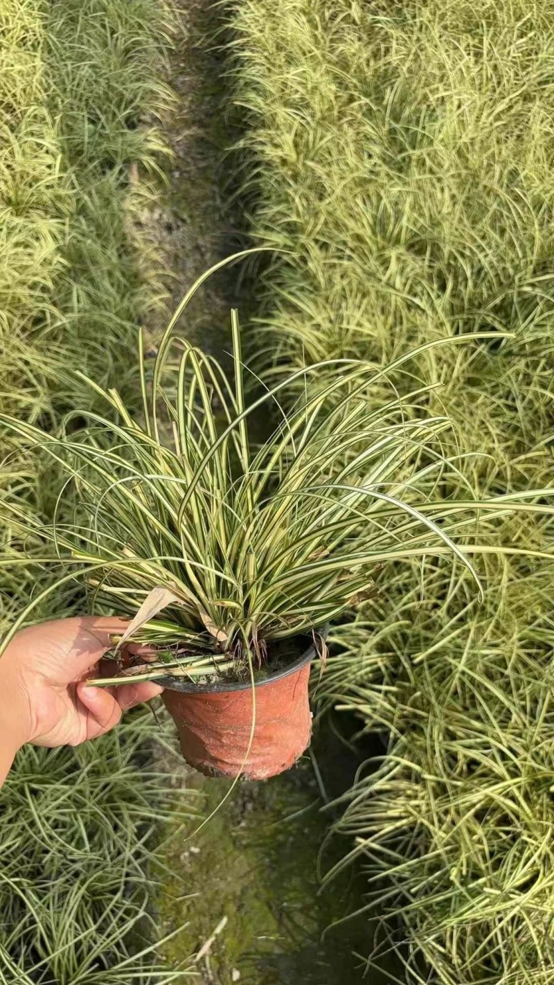 成都金叶苔草批发成都苗木基地供应各类规格金叶苔草基地