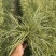 成都金叶苔草批发成都苗木基地供应各类规格金叶苔草基地