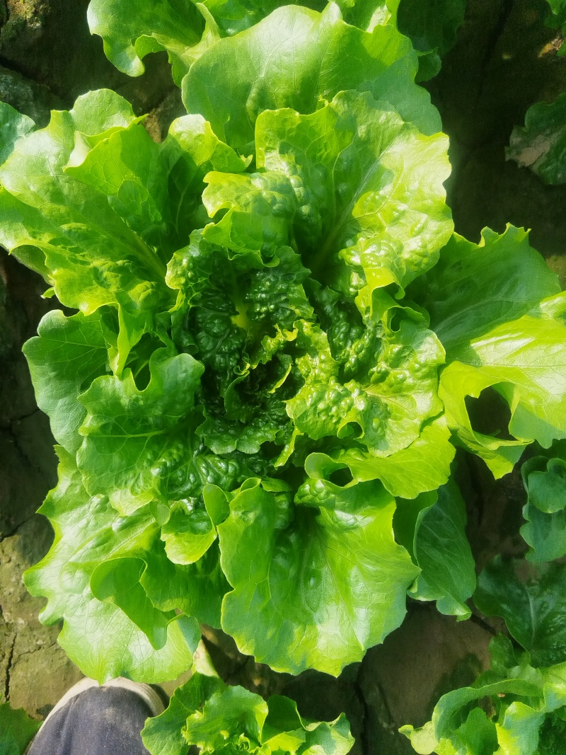 意大利散叶生菜持续供货中，棵型美观，颜色翠绿。
